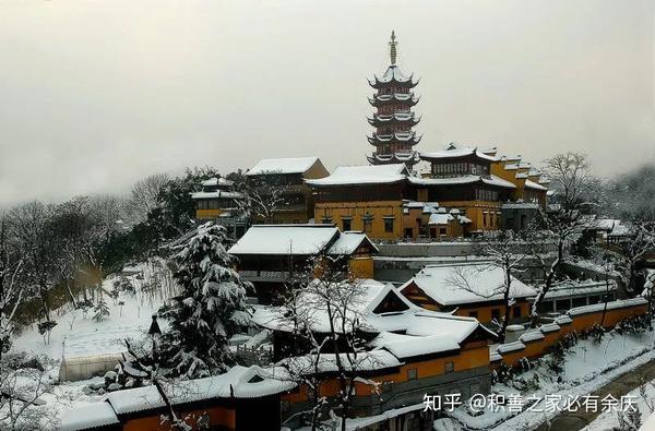 每年都有大批市民慕名前往最多的一天来看这棵网红树的人数达到了7万