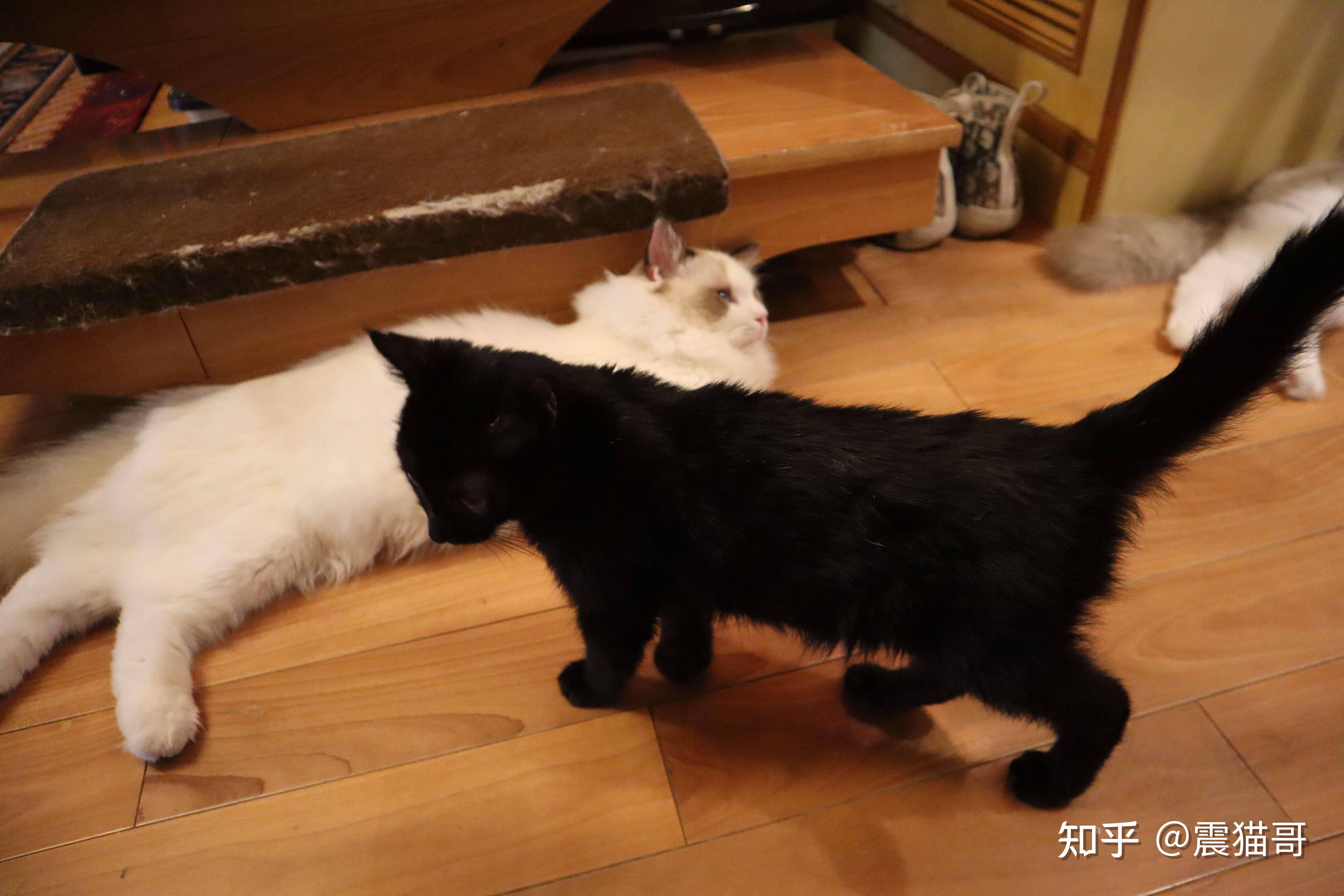 怎么确定黑猫是玄猫，养玄猫适合什么人 - 知乎