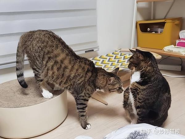 春天到了,猫咪发情期怎么办? - 知乎