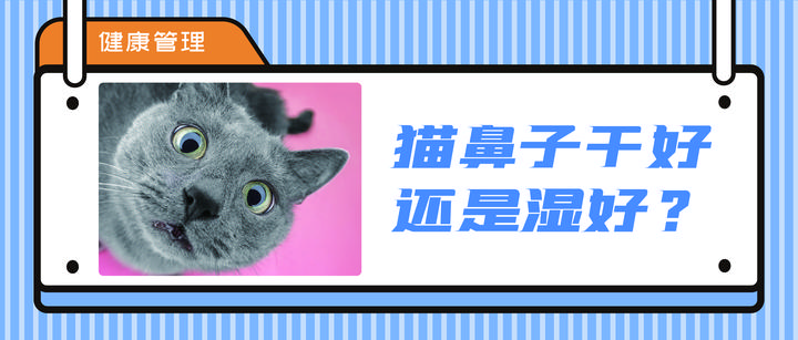 干鼻头or湿鼻头 猫咪鼻子怎样才是健康的 知乎