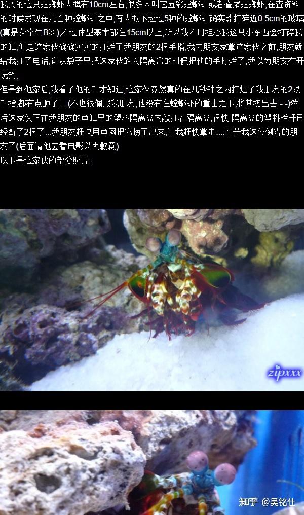 被螳螂虾打中是什么样的感觉