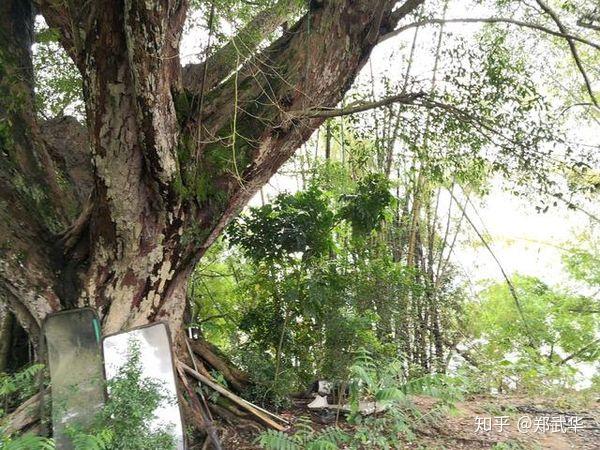 河源古村落里的大榕树组图