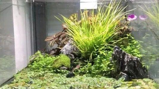 自打有了水草缸每天快乐得像个龙王 知乎 自打有了水草缸每天快乐得像个龙王 知乎