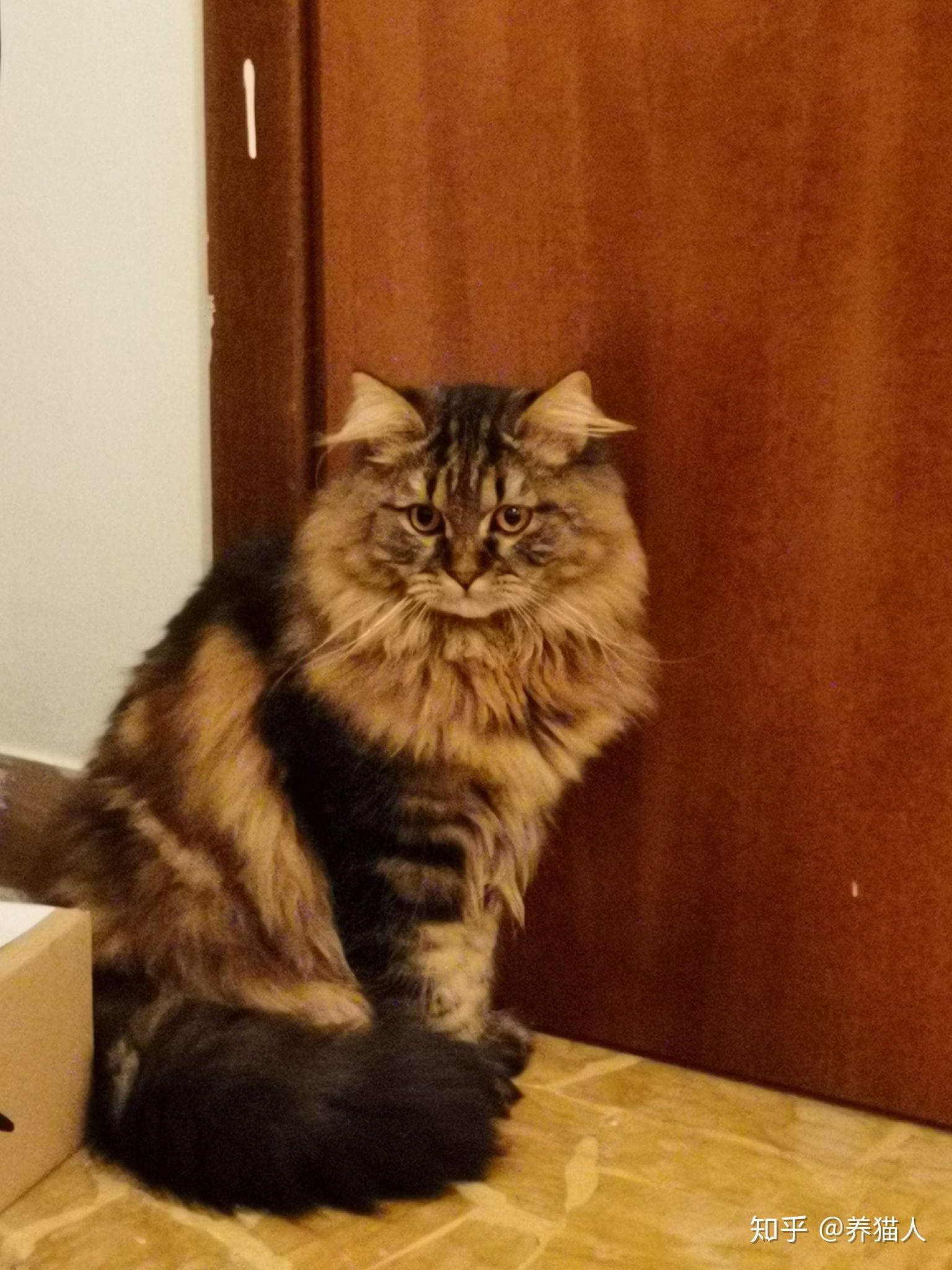 有人养长毛的狸花猫吗?真的长得像缅因猫吗? - 知乎