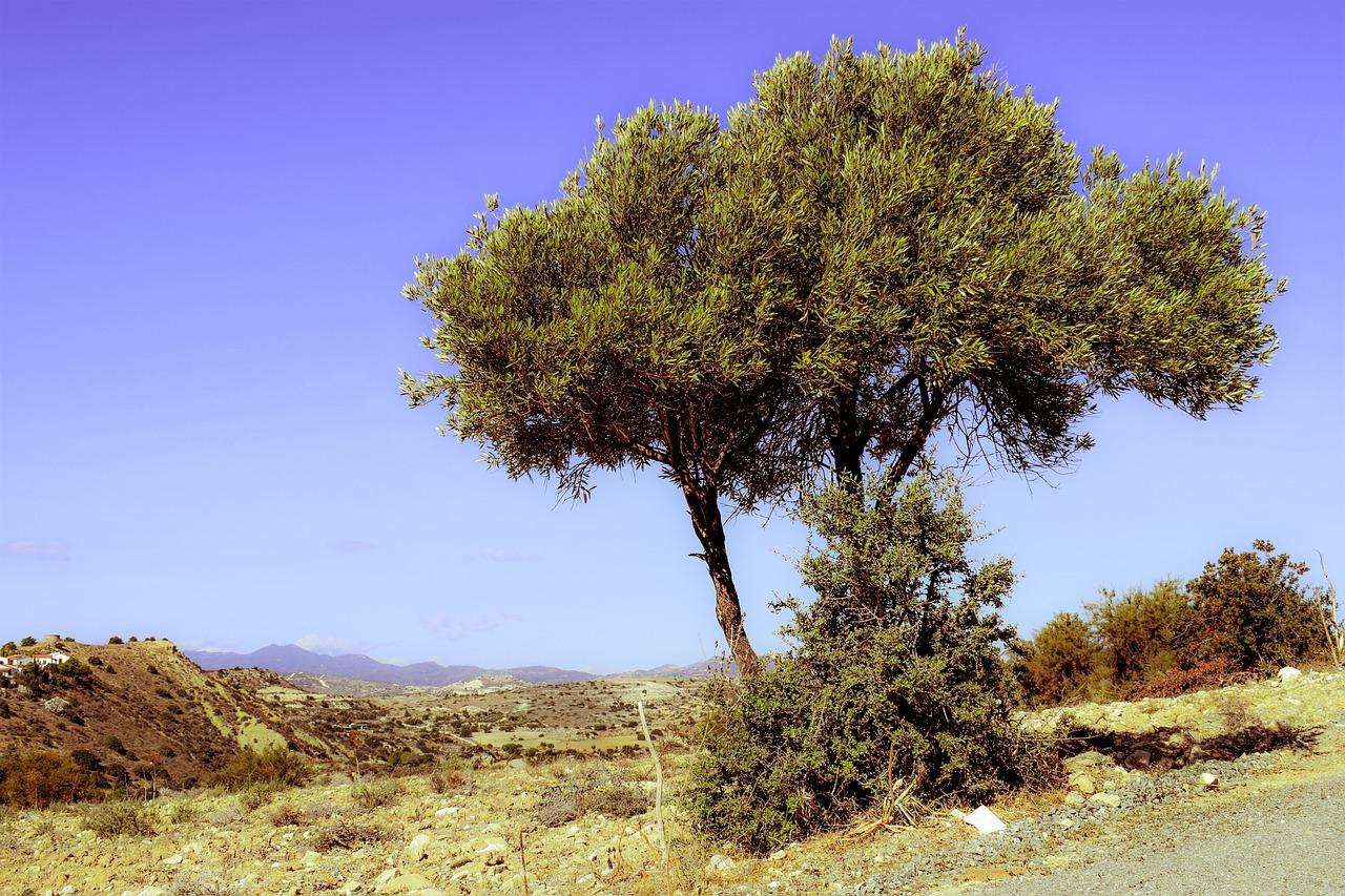 3. 绿意盎然社区