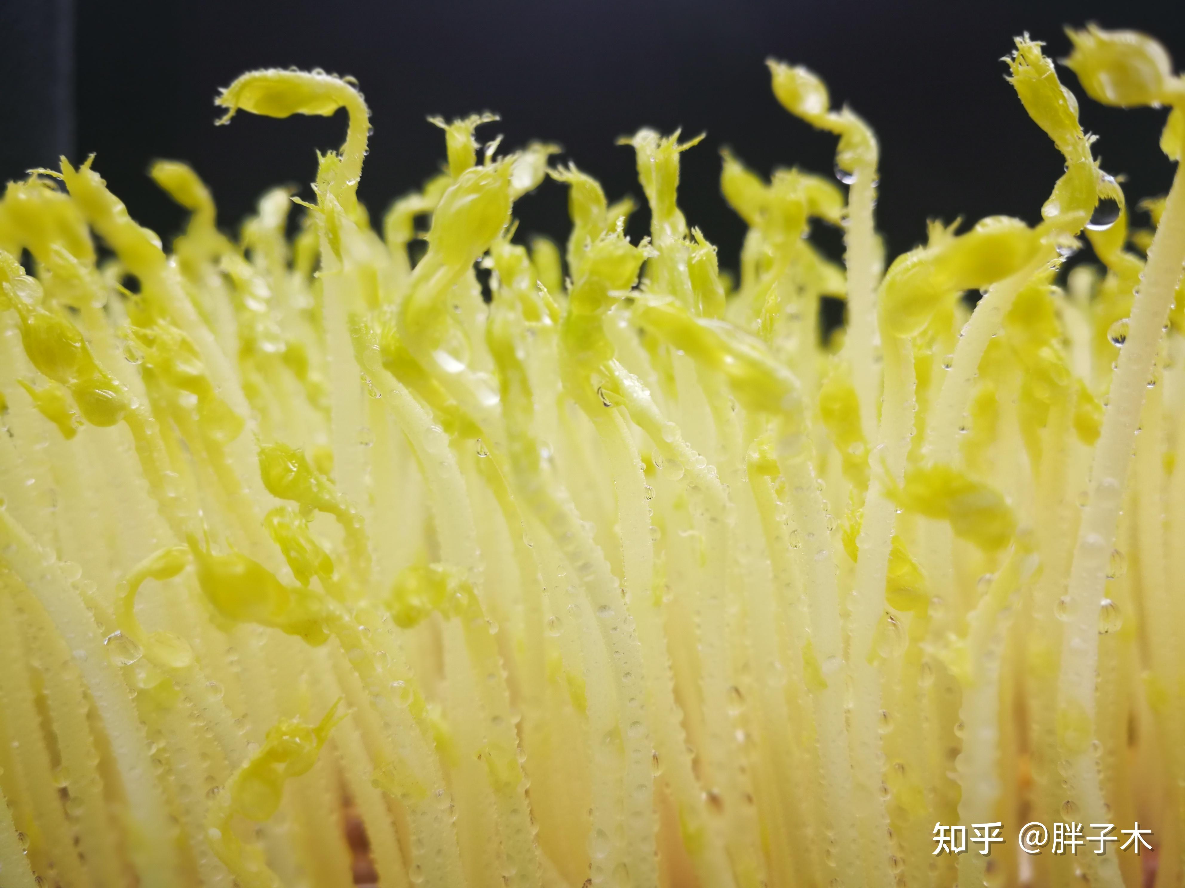 城市隔离状态下无土栽培蔬菜及有基质栽培蔬菜的初步实验