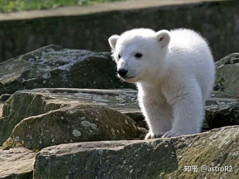 趣谈 / cute北极熊表情包