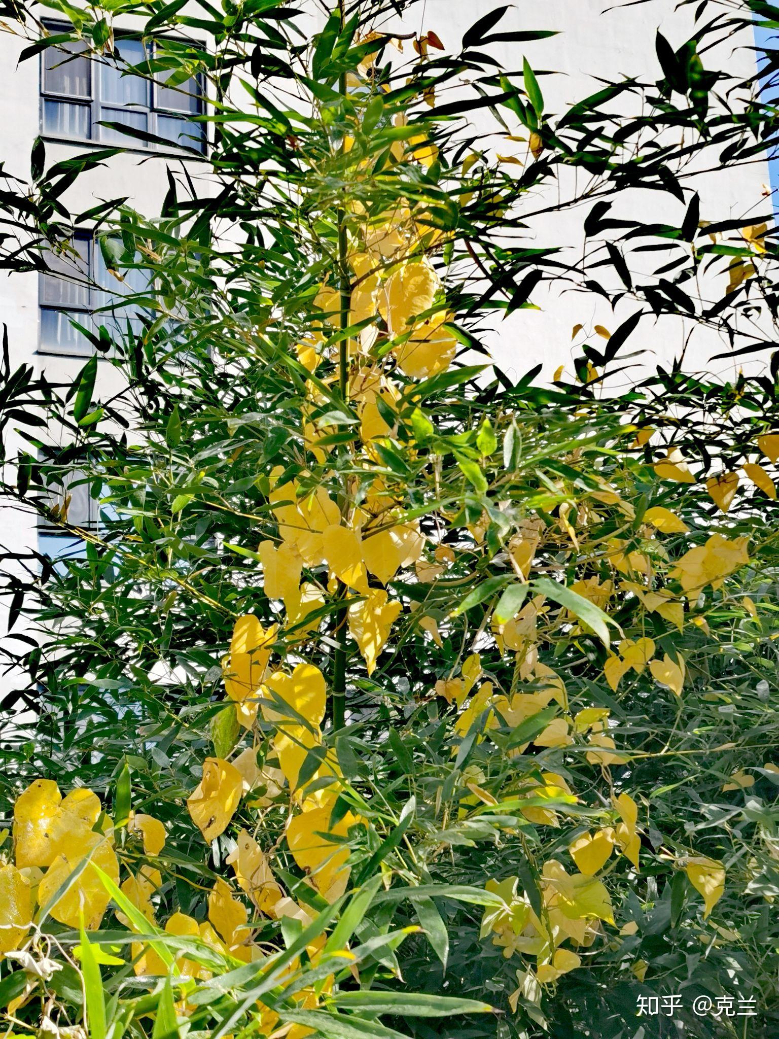 刚竹被秋 - 知乎