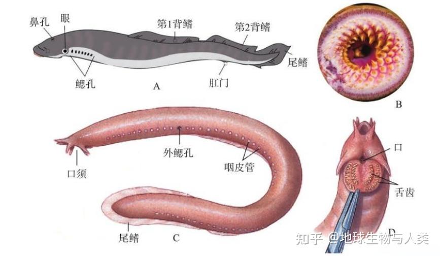【鱼类全系列】脊椎动物亚门—无颌总纲(上) - 知乎