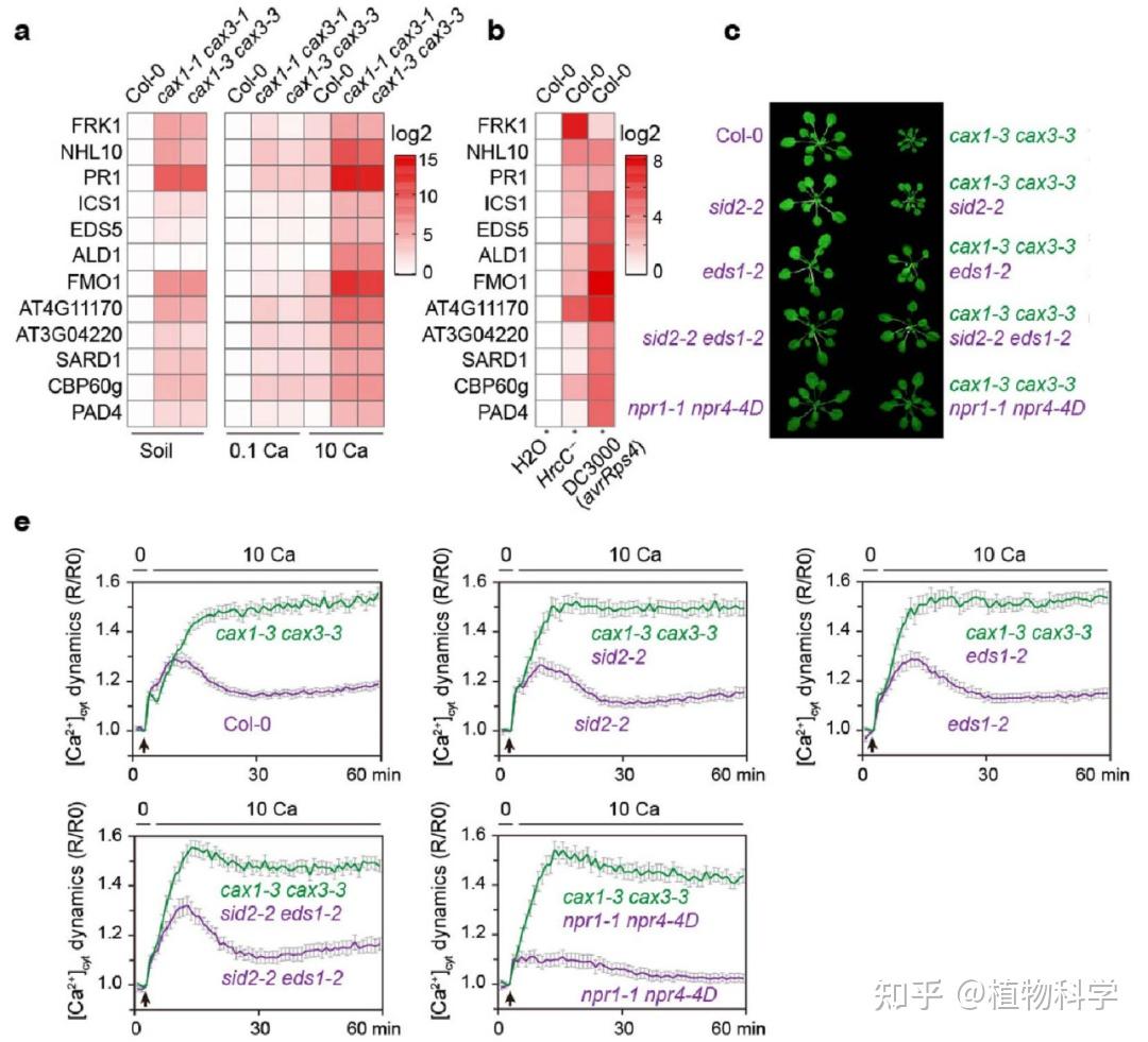 Nature | 加州大学伯克利分校栾升团队发现胞质钙稳态协调植物生长和免疫平衡 - 知乎