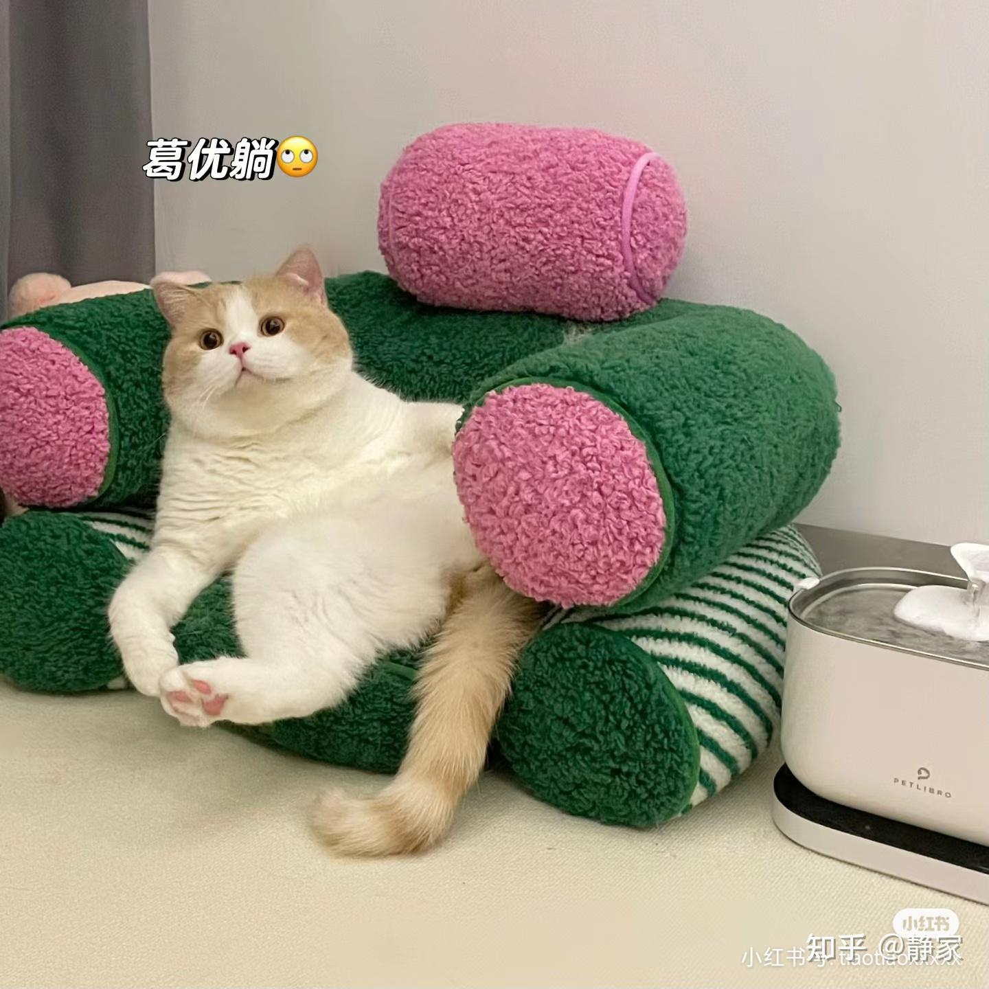养猫是种什么感觉? - 知乎