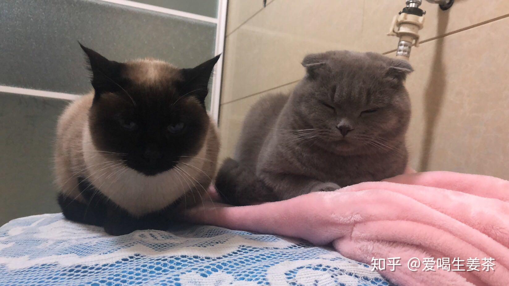 暹罗猫和蓝猫可以一起养吗? - 知乎