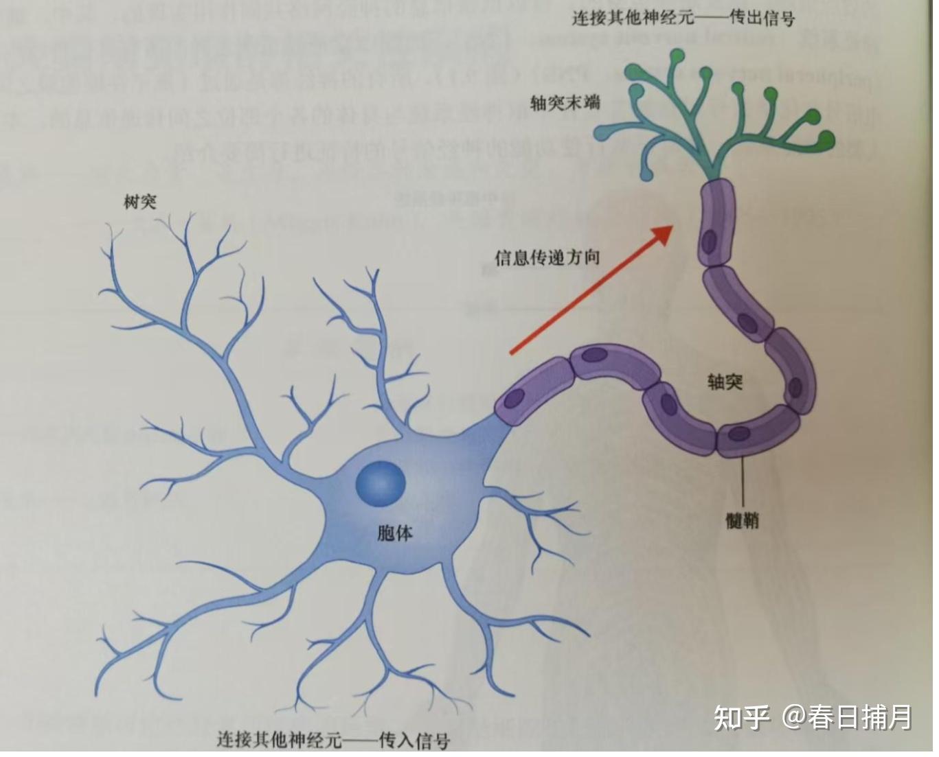 上运动神经元和下运动神经元分别包括哪些结构?