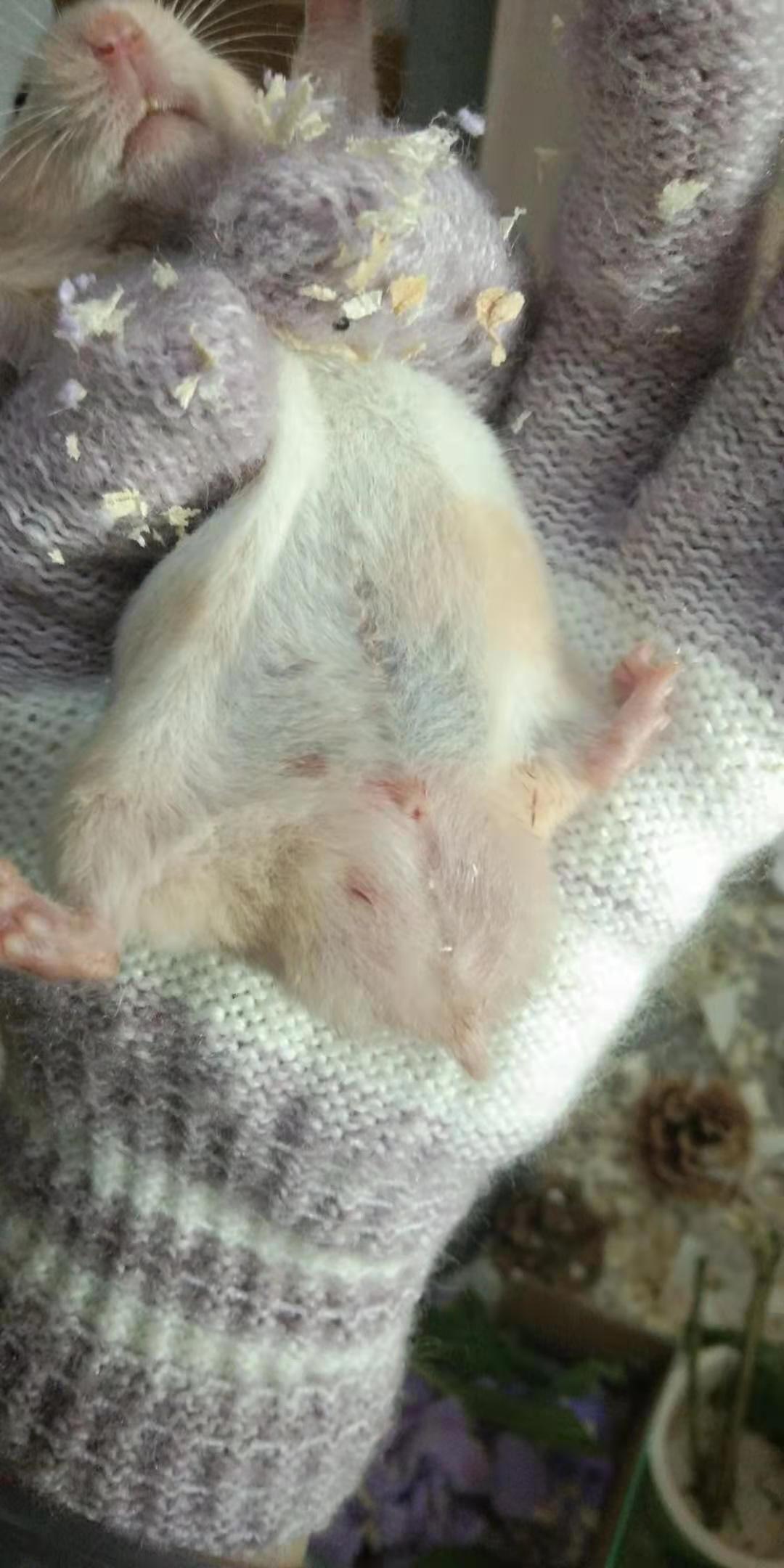 仓鼠这么大的蛋正常吗? - 知乎