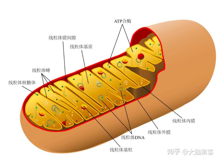 人体的能量机制能量工厂 线粒体的前世今生 知乎