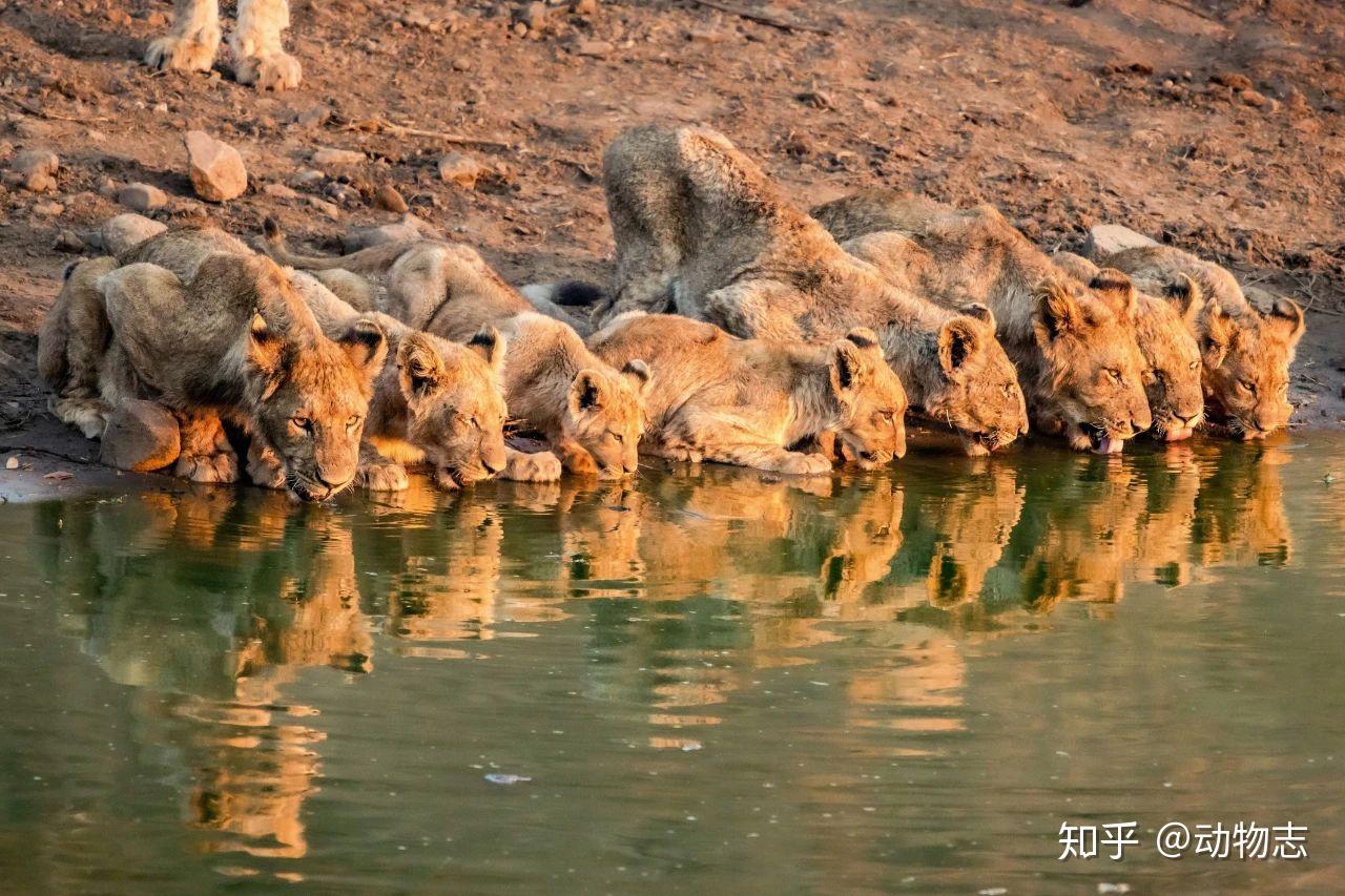 雌狮一生中要经历多少次雄狮更替和丧子之痛？ 知乎