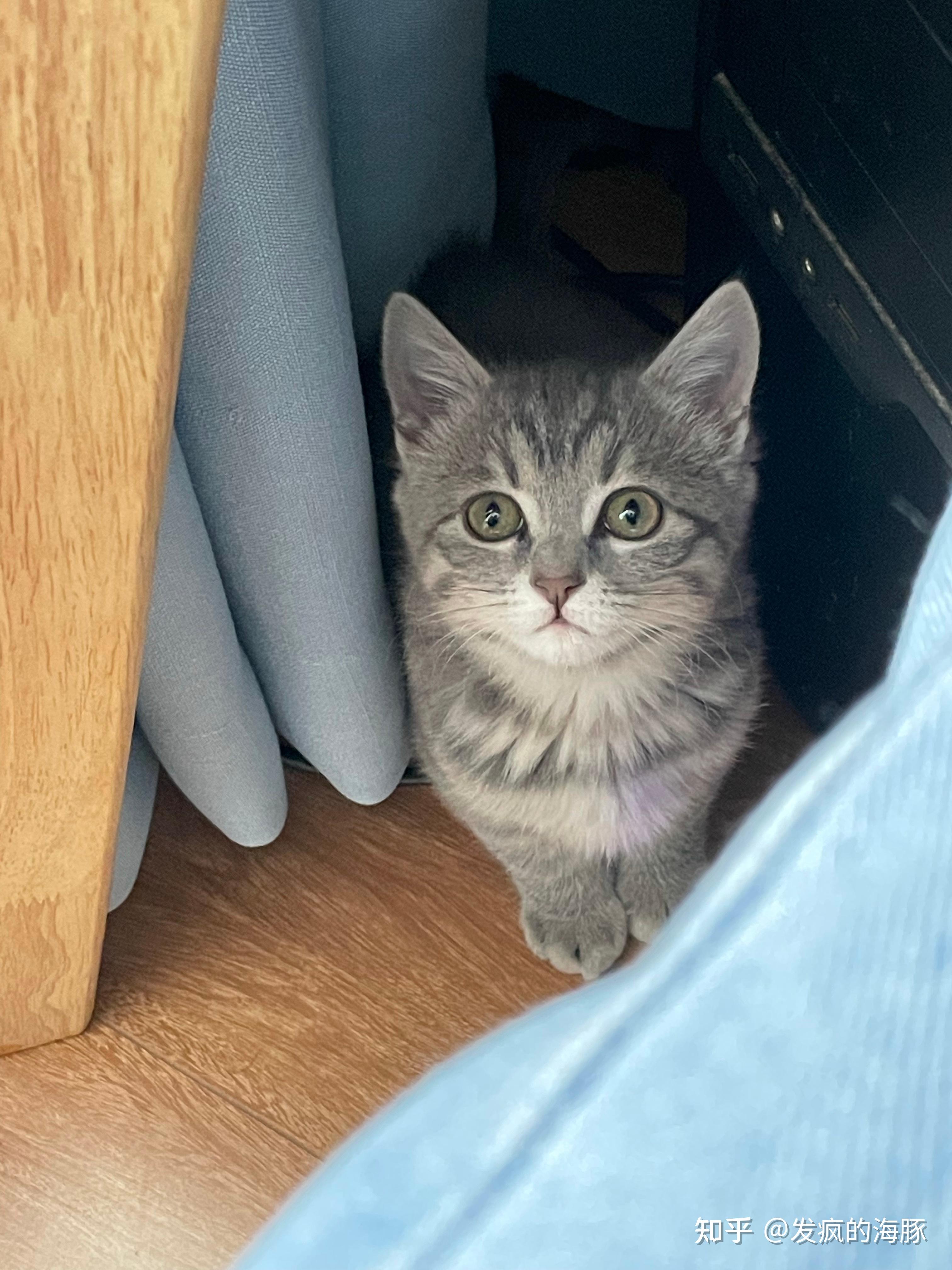 灰色狸花猫罕见吗