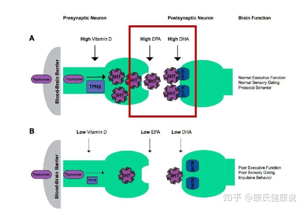 5-羟色胺与5ht2a受体的结合可以调动dha供给神经元.补充omega-3