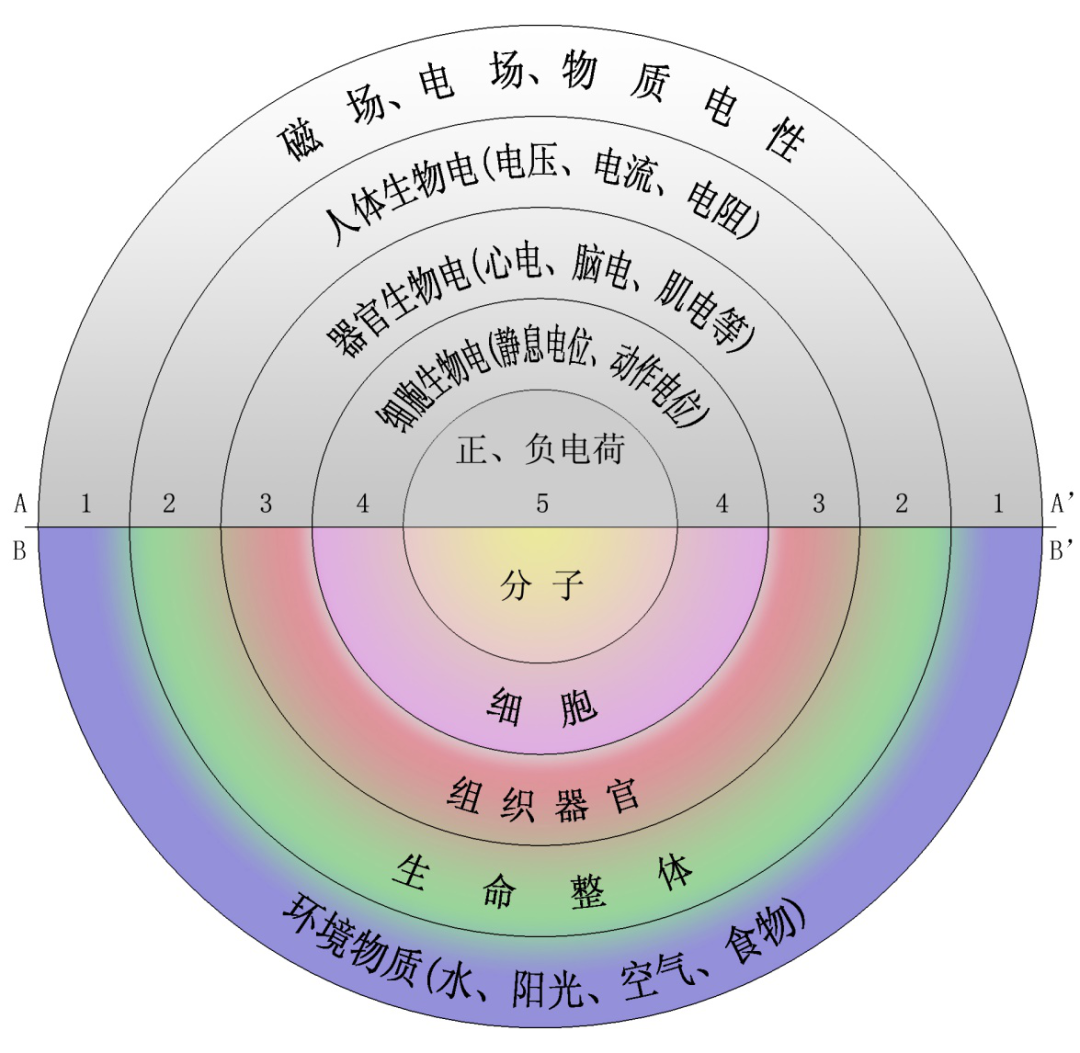 微电流美容:人体的生物电 - 知乎