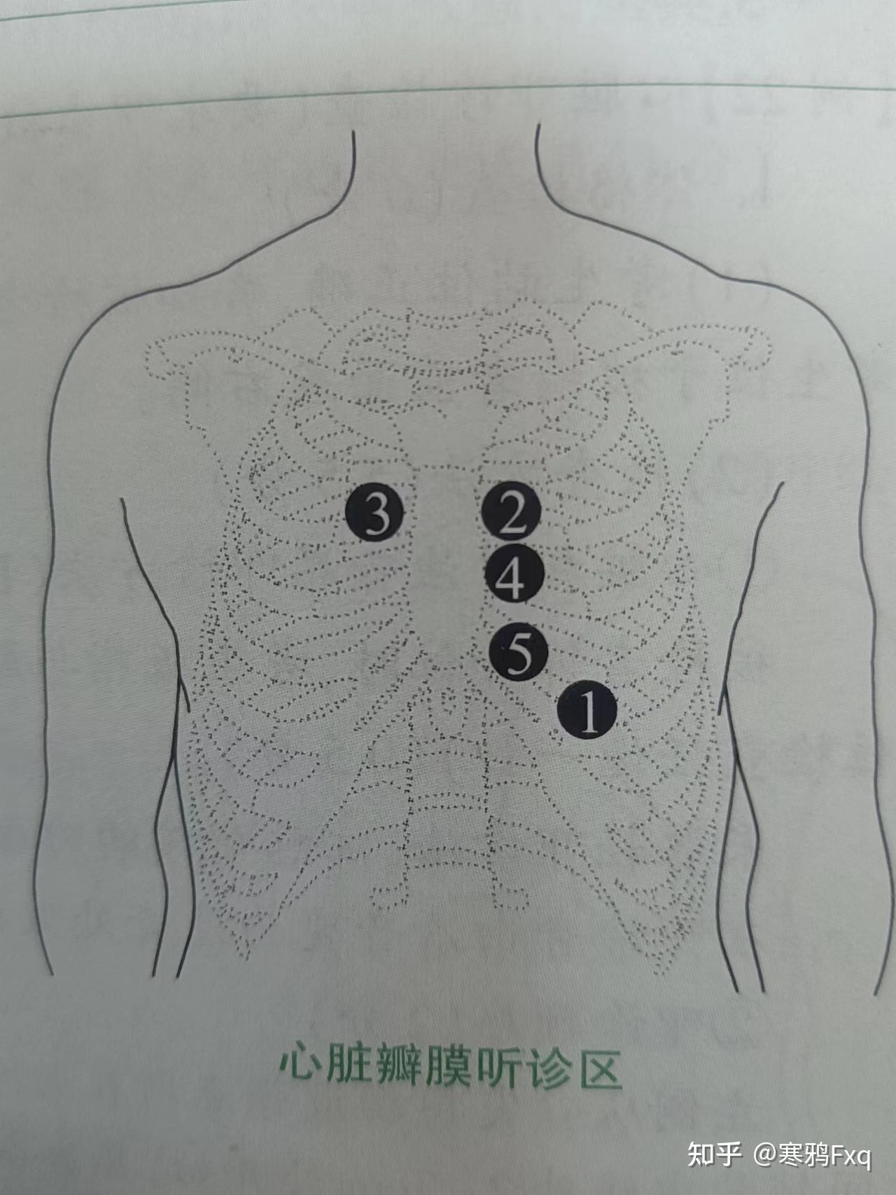 心脏触诊顺序和内容 - 知乎
