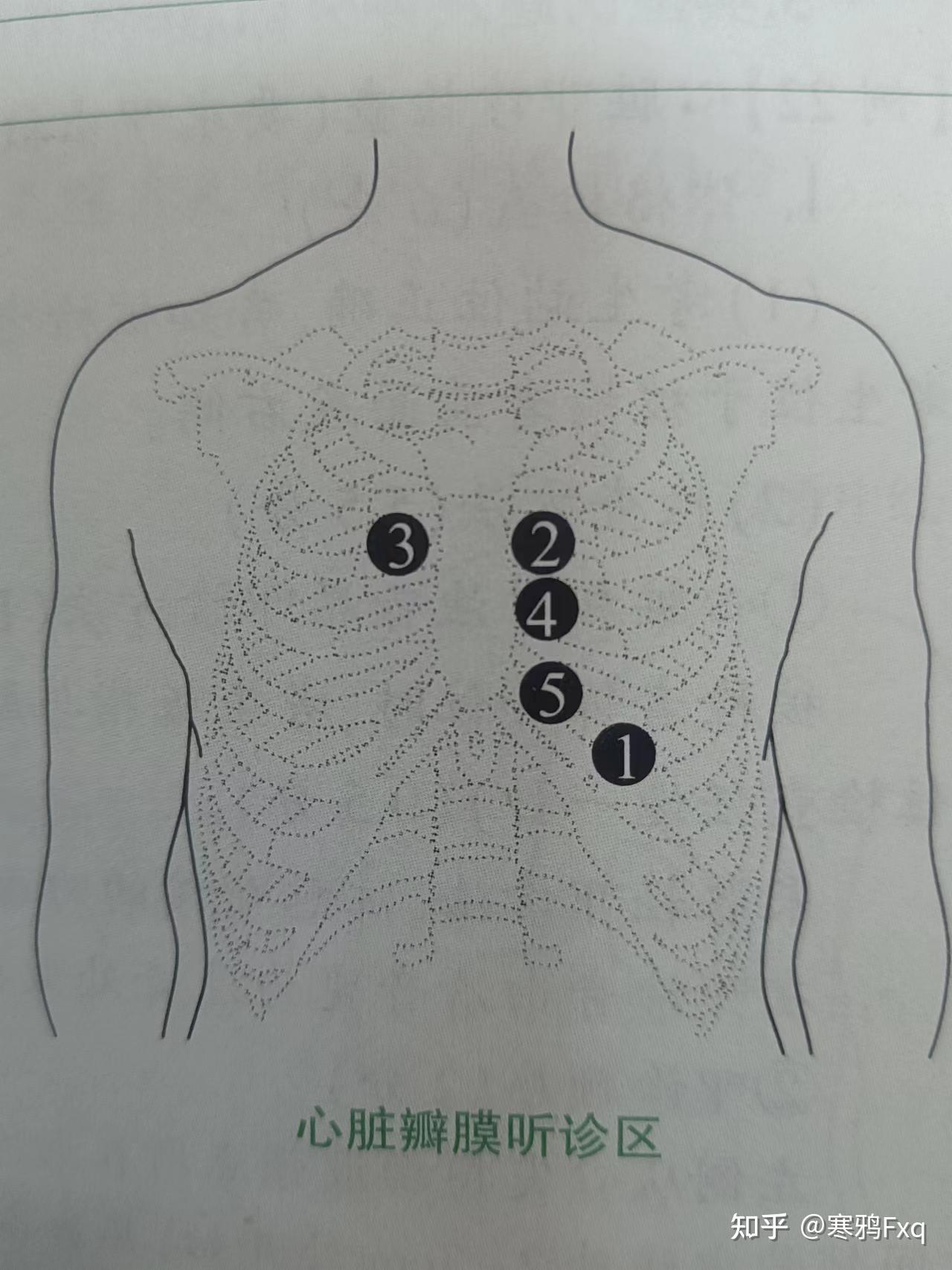 第五节 心瓣膜的体表投影和听诊区