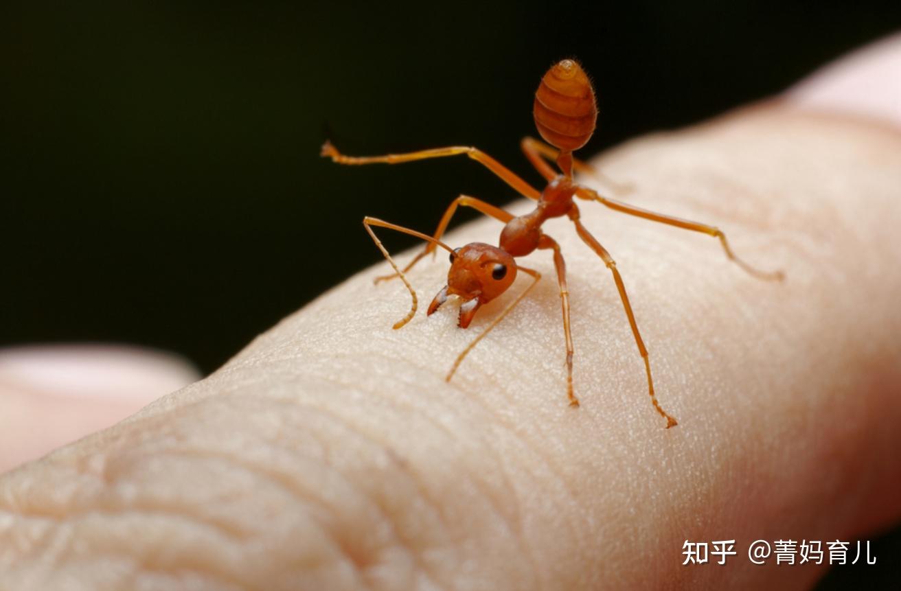 被红蚂蚁咬伤有什么症状? - 知乎