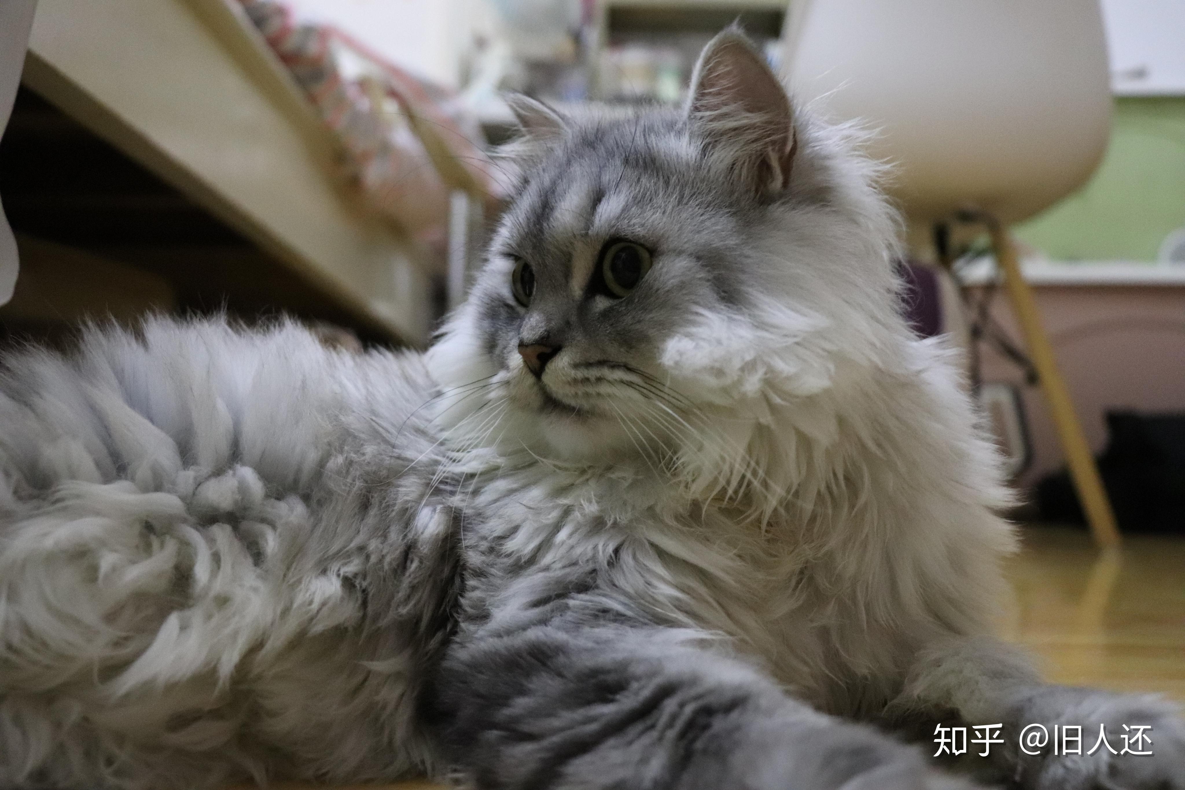 一个半月的中华田园长毛白猫每个月两百到三百的预算