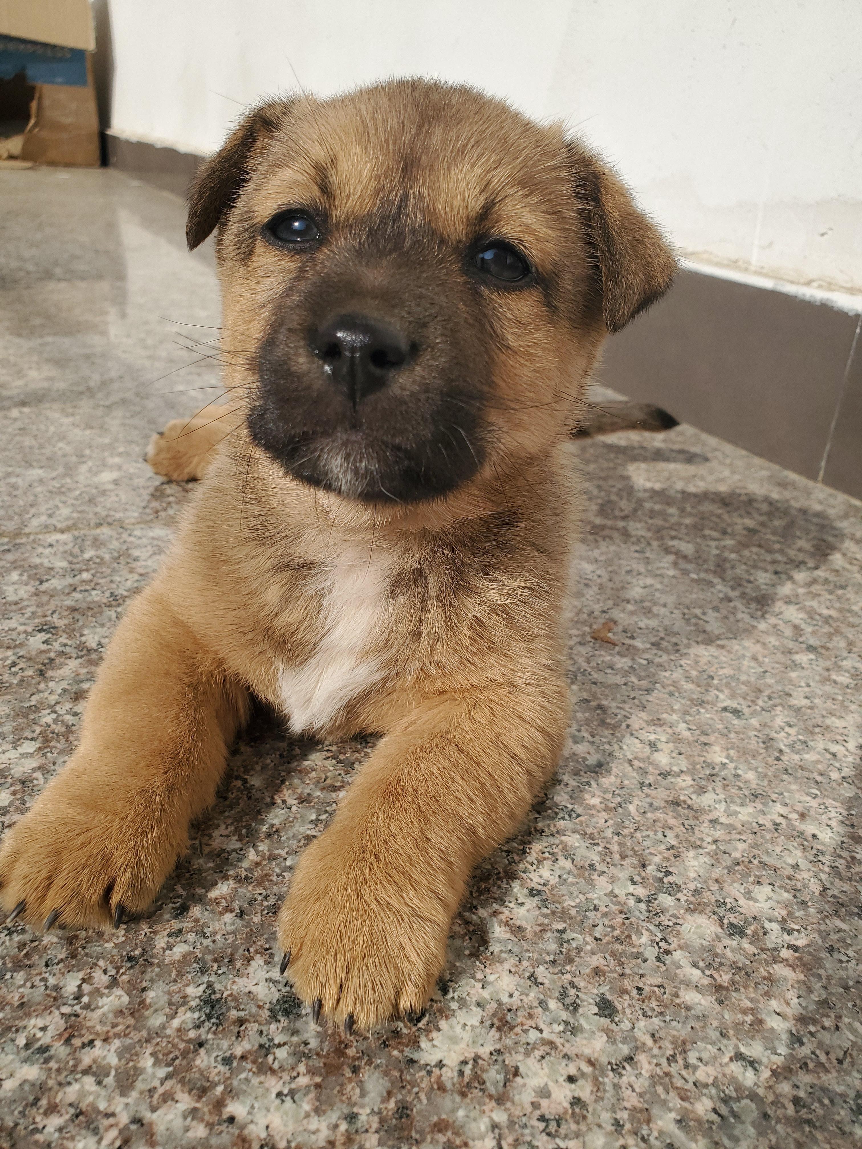 为什么所有狗里面土狗最丑但是最难死难道长得丑活得久