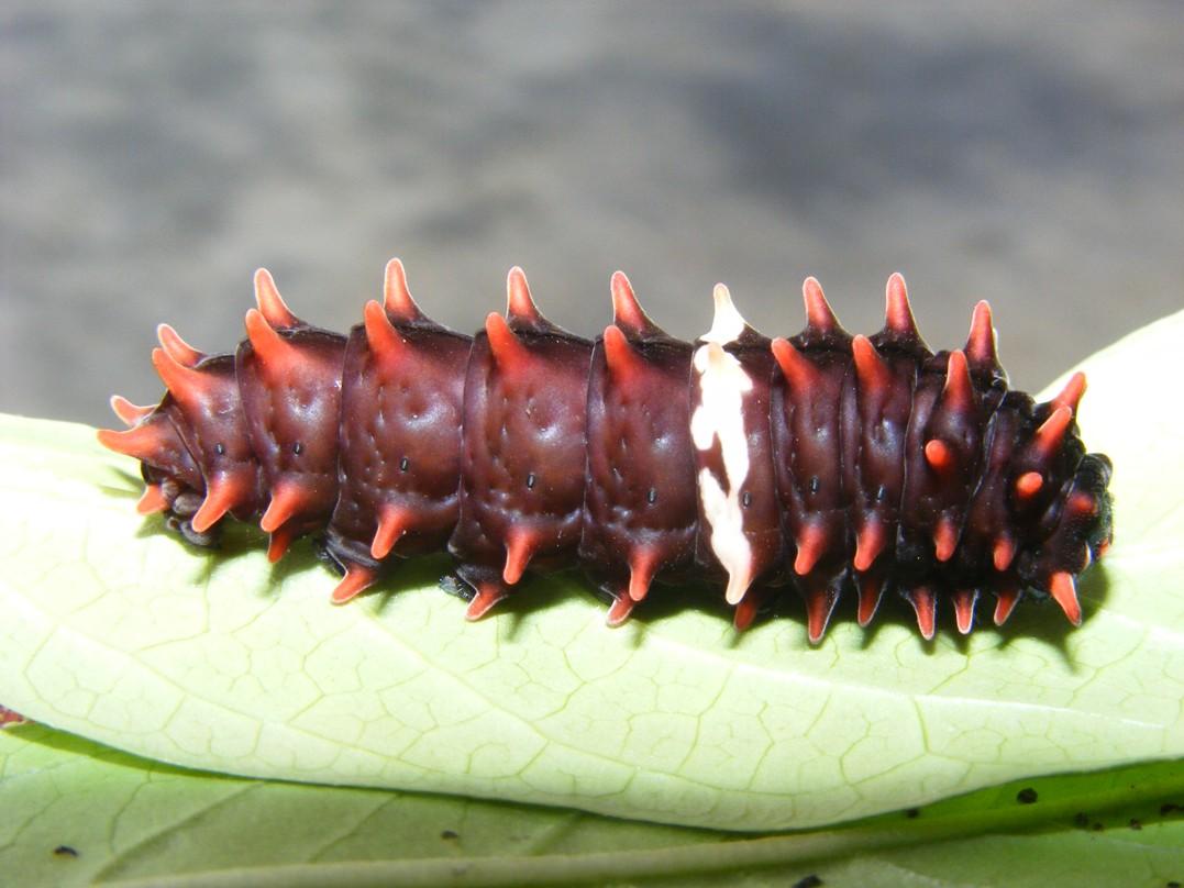 红珠凤蝶还有它的幼虫有毒吗? - 知乎