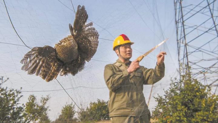 张大网捕鸟，自己落法网 - 知乎