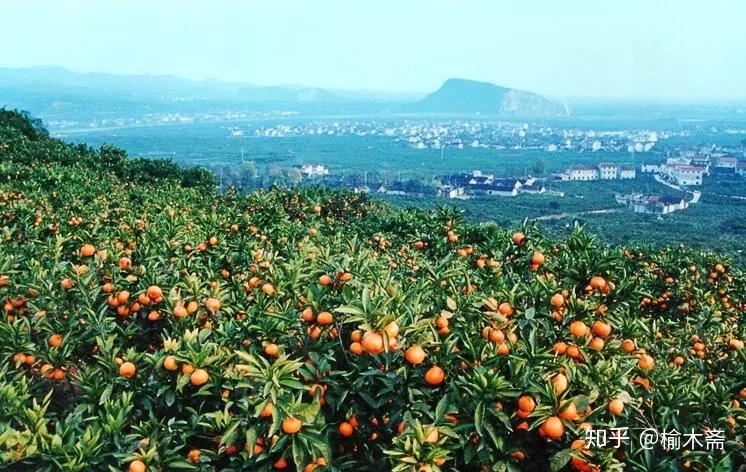 古代有个别名,那就是"木奴","木奴子",典故出自东汉时期丹阳太守李衡