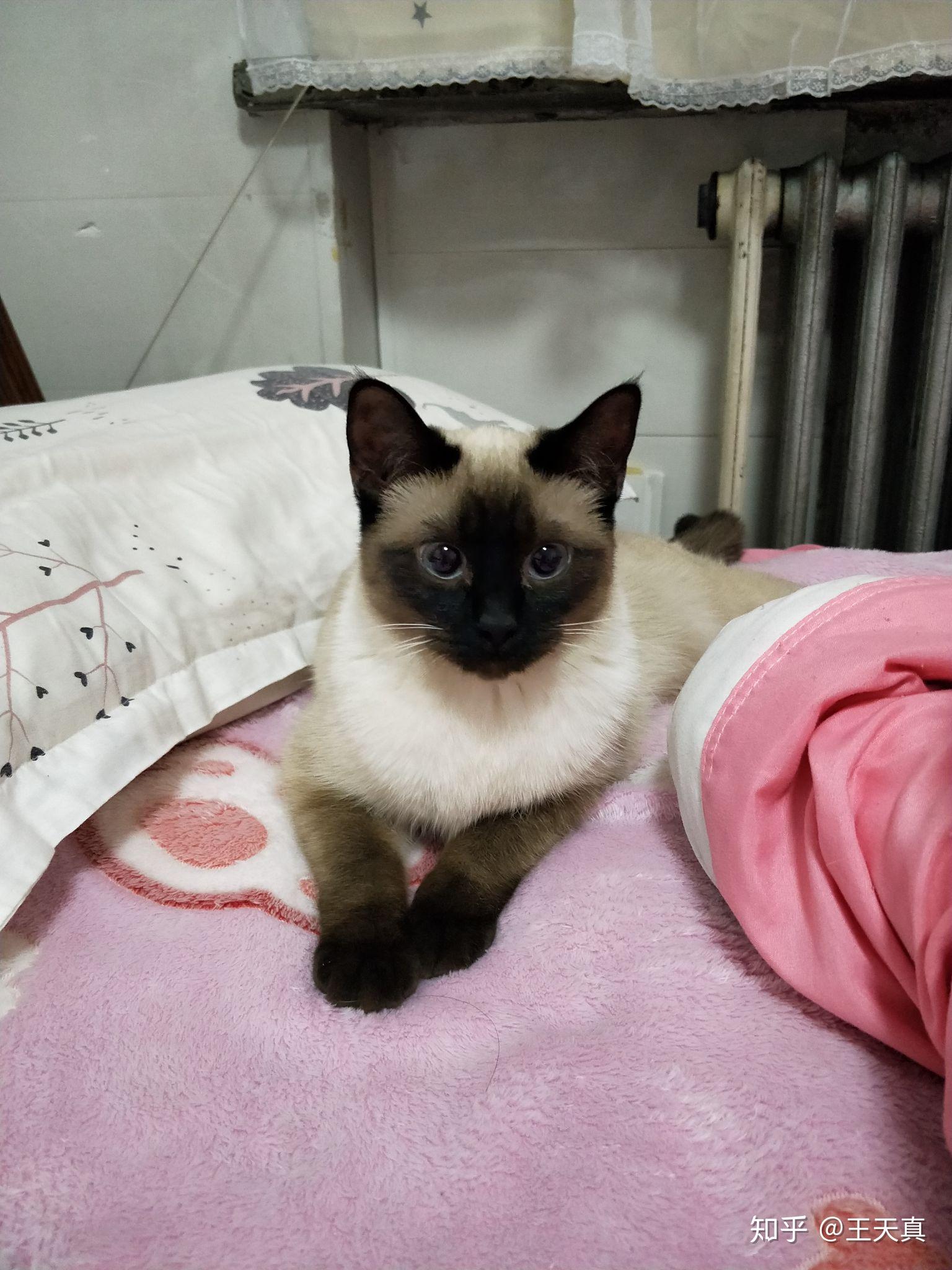 纯种暹罗猫是不是长得很瘦,长腿长脚的?