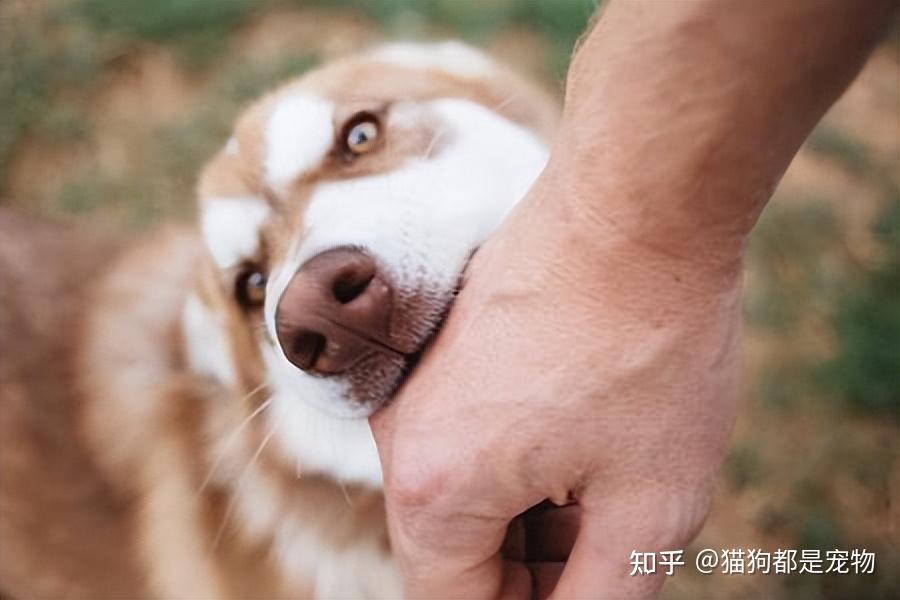 养狗那么久，才知道狗狗“轻咬”我，有这些意思 - 知乎