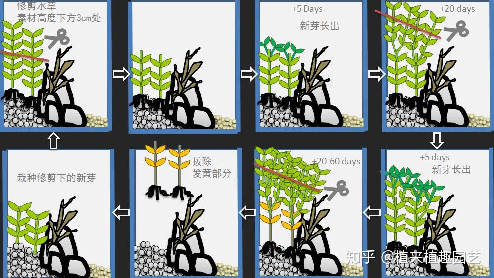 植来植趣|长沙鱼缸草缸的日常养护管理方法