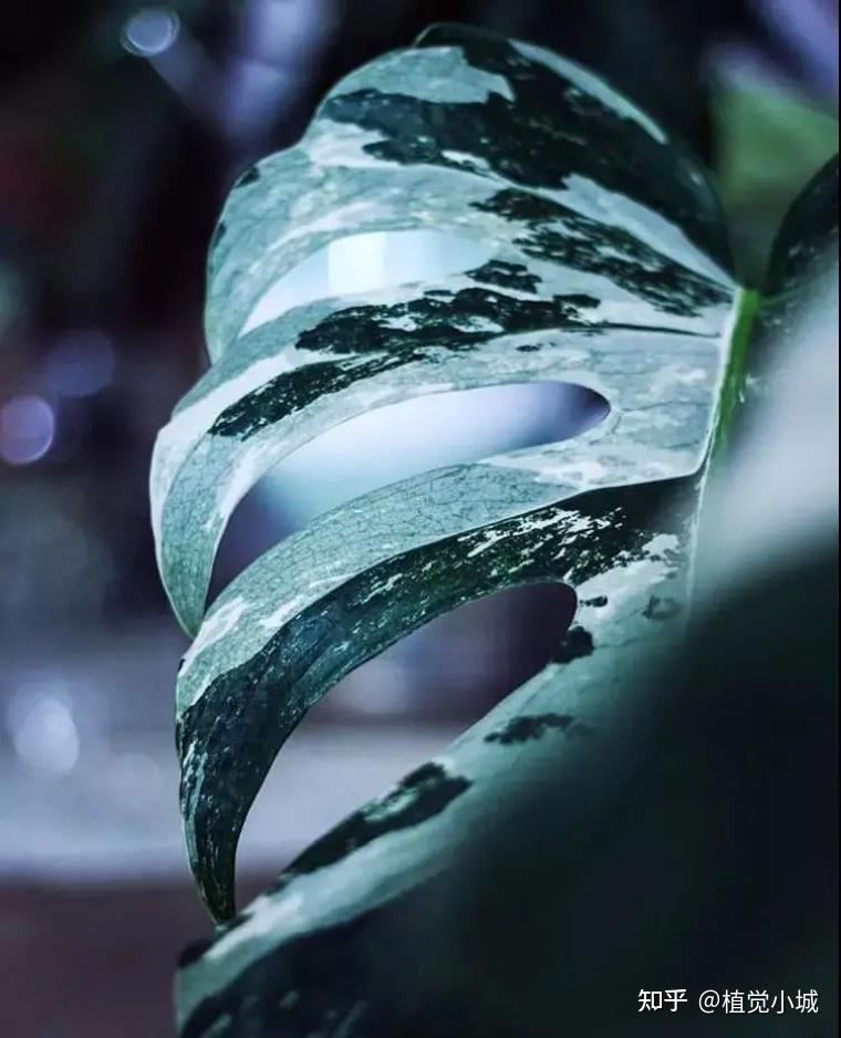 100种观叶植物 | No.5 龟背竹养护攻略 - 知乎