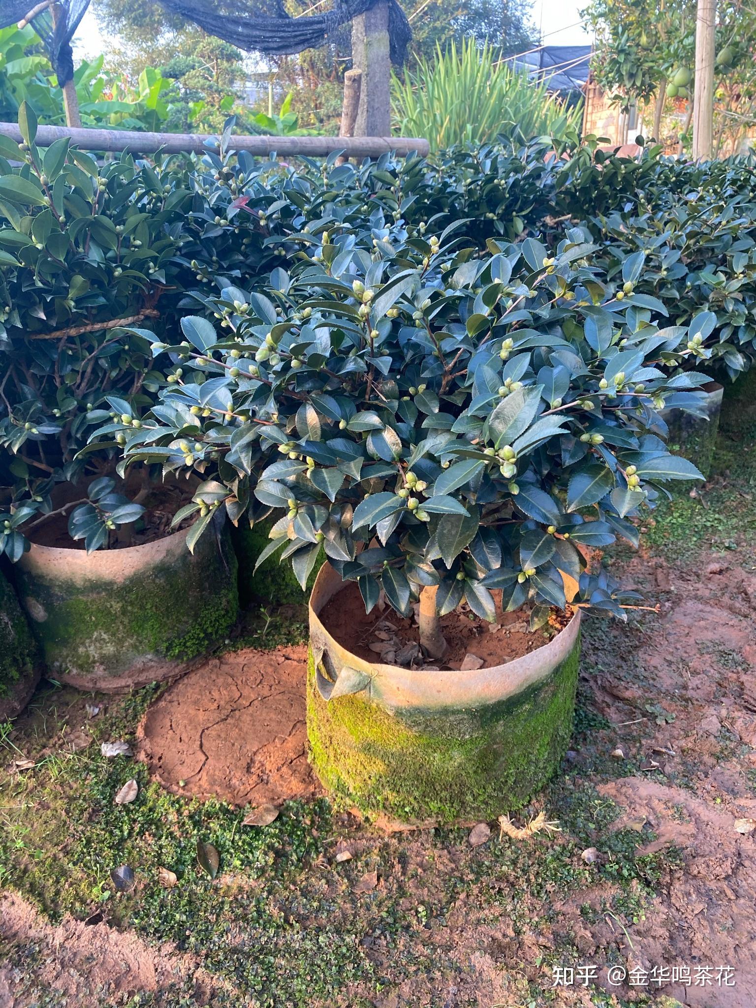 60茶梅球容器苗