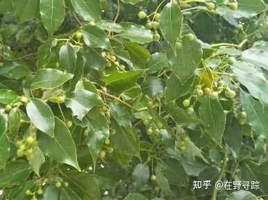 民间传说香樟树栽在庭院里风水不好，真的是这样吗？ - 知乎