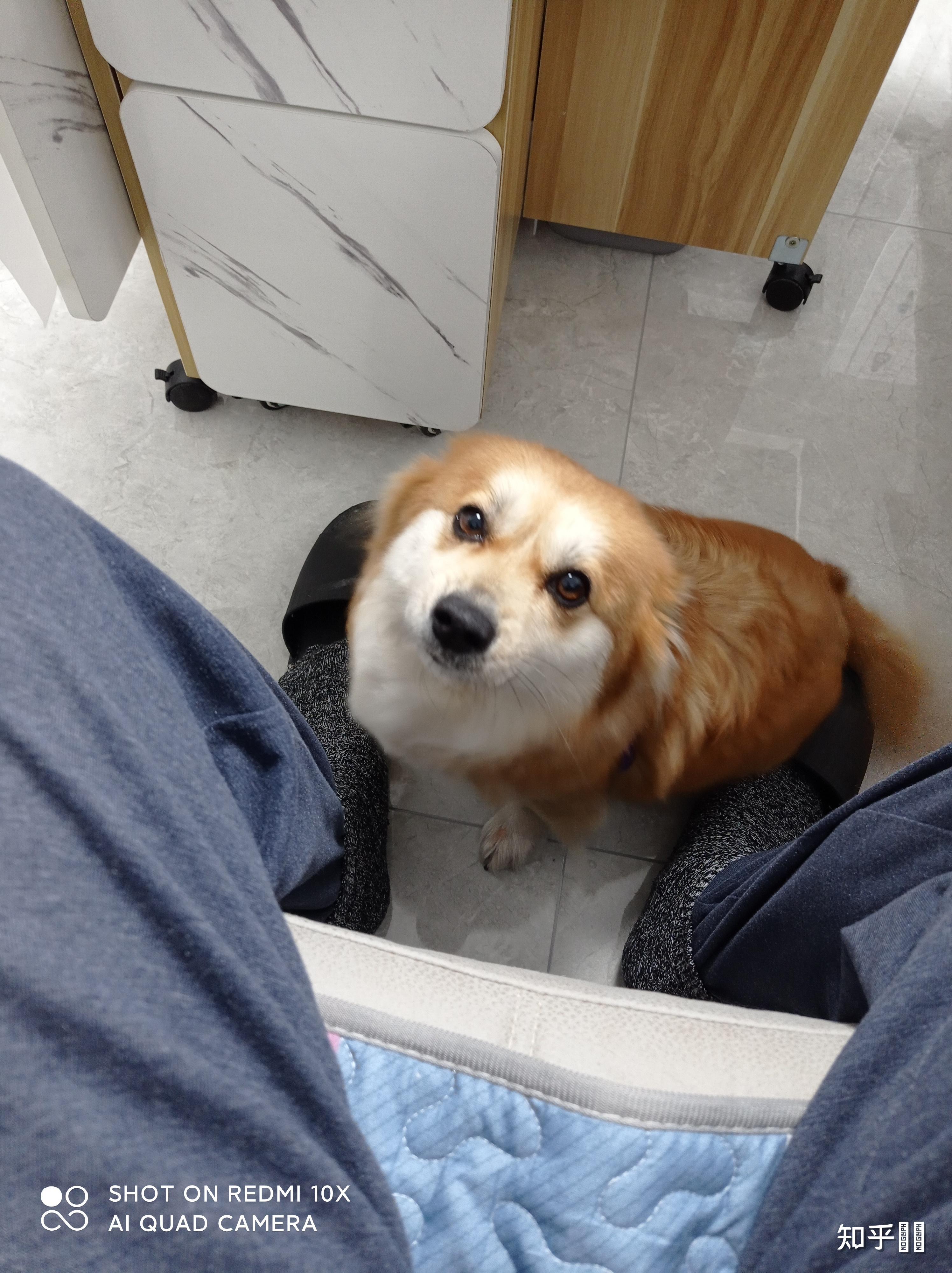 什么时候你觉得你家狗子是一只心机狗? - 知乎