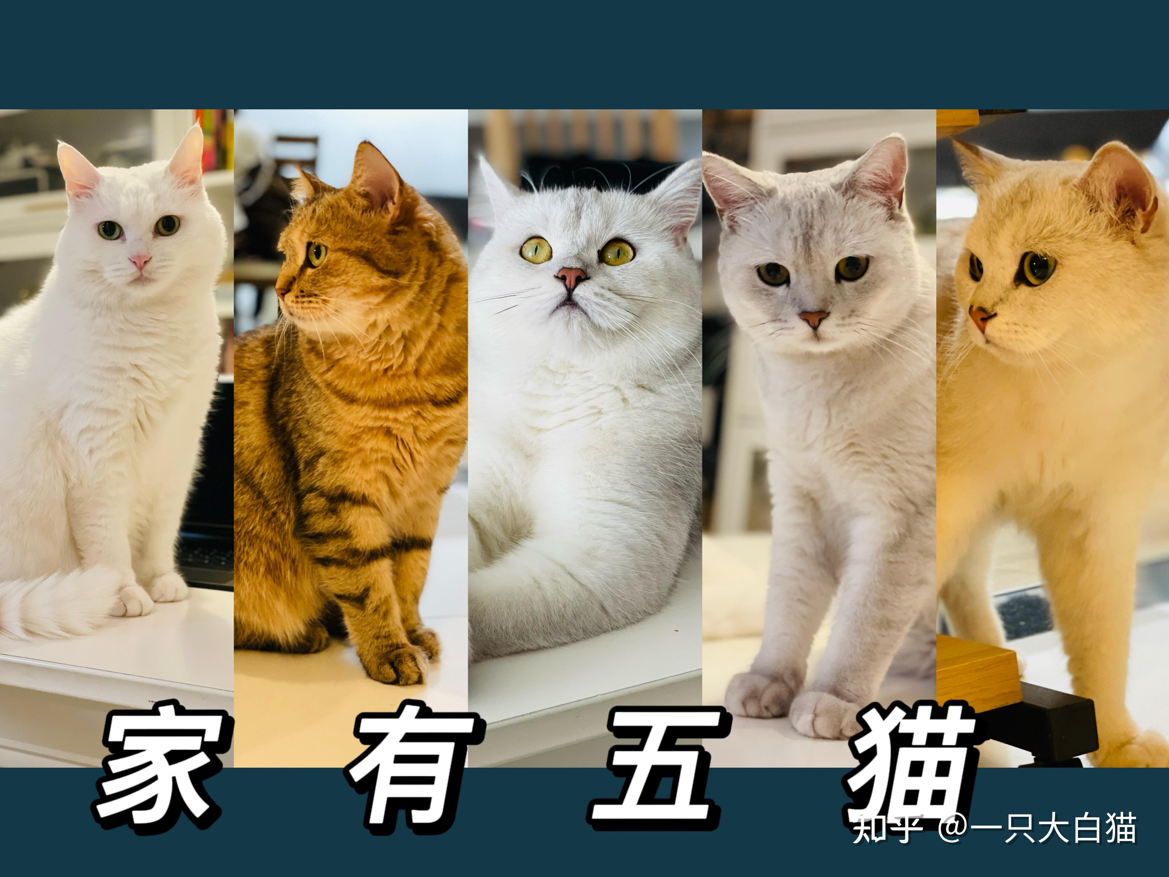 女儿对猫毛过敏咳嗽，担心过敏反应加剧，又不想放弃猫，有没有两全其美的办法？ - 知乎
