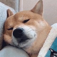 动图封面