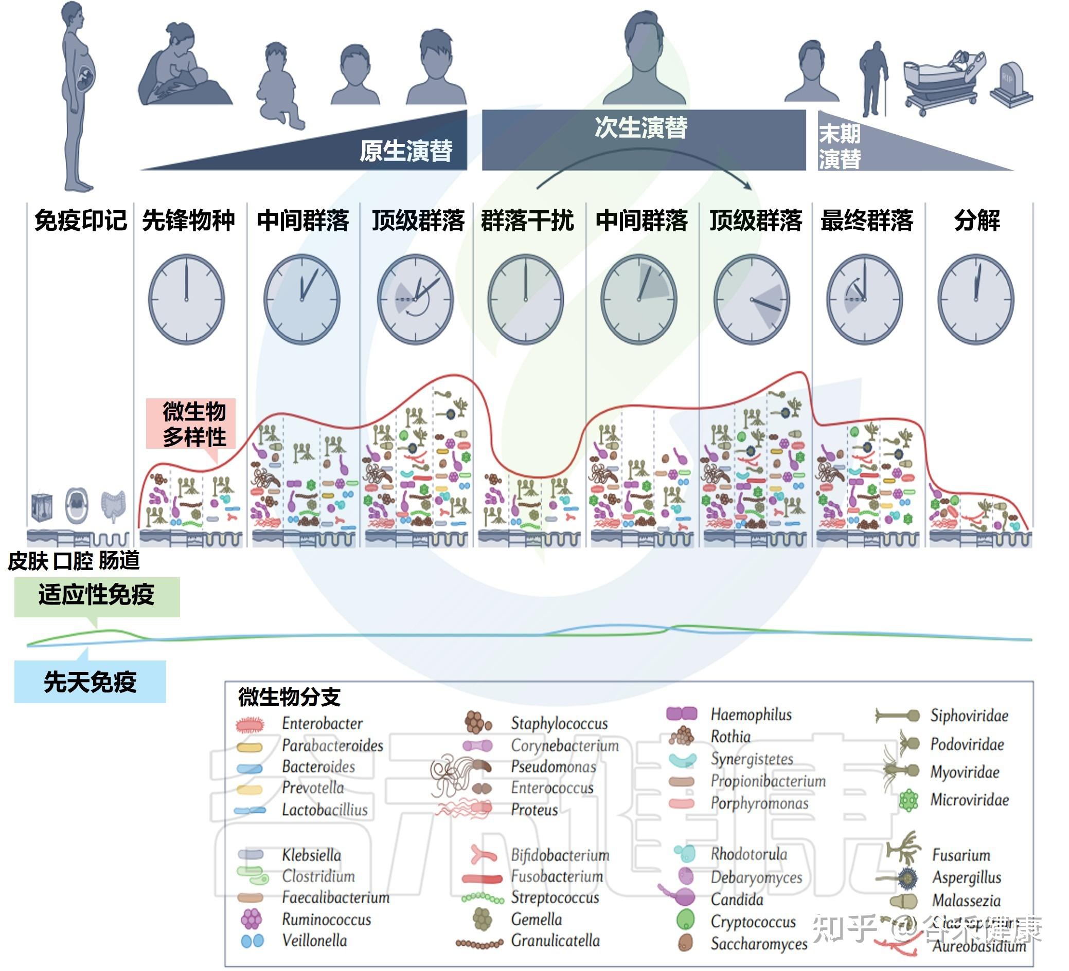 微生物占人体的比重图片