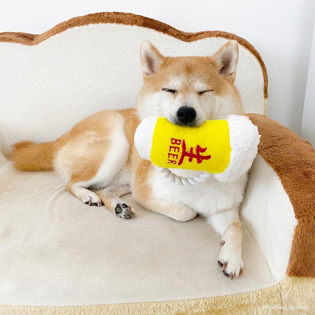 柴犬有长毛的 专家告诉你 这样的不值钱 知乎 柴犬有长毛的 专家告诉你 这样的不值钱 知乎