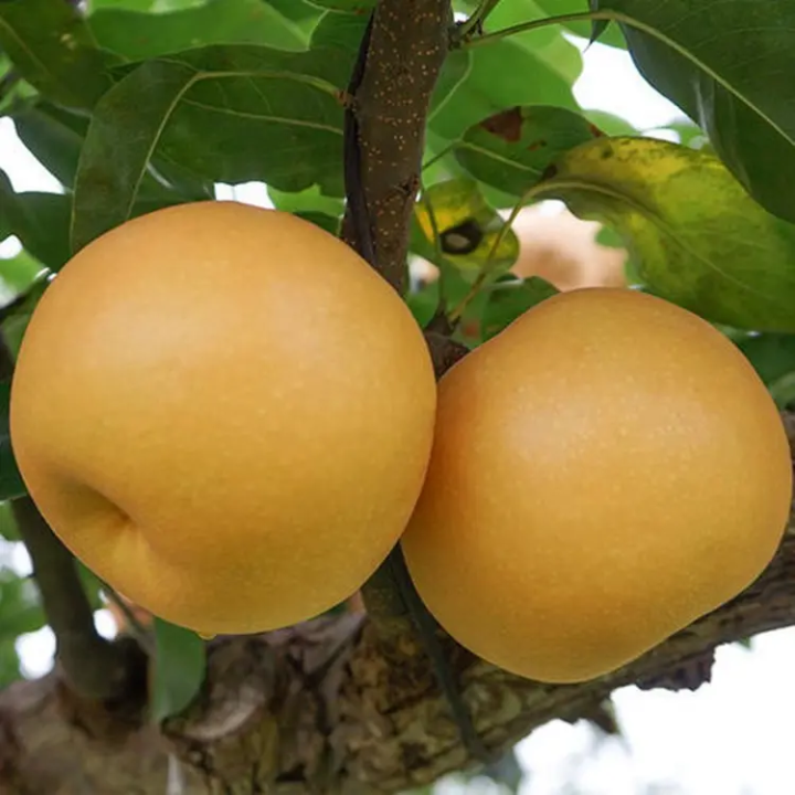 梨树苗什么品种最好?韩国蜜梨品种