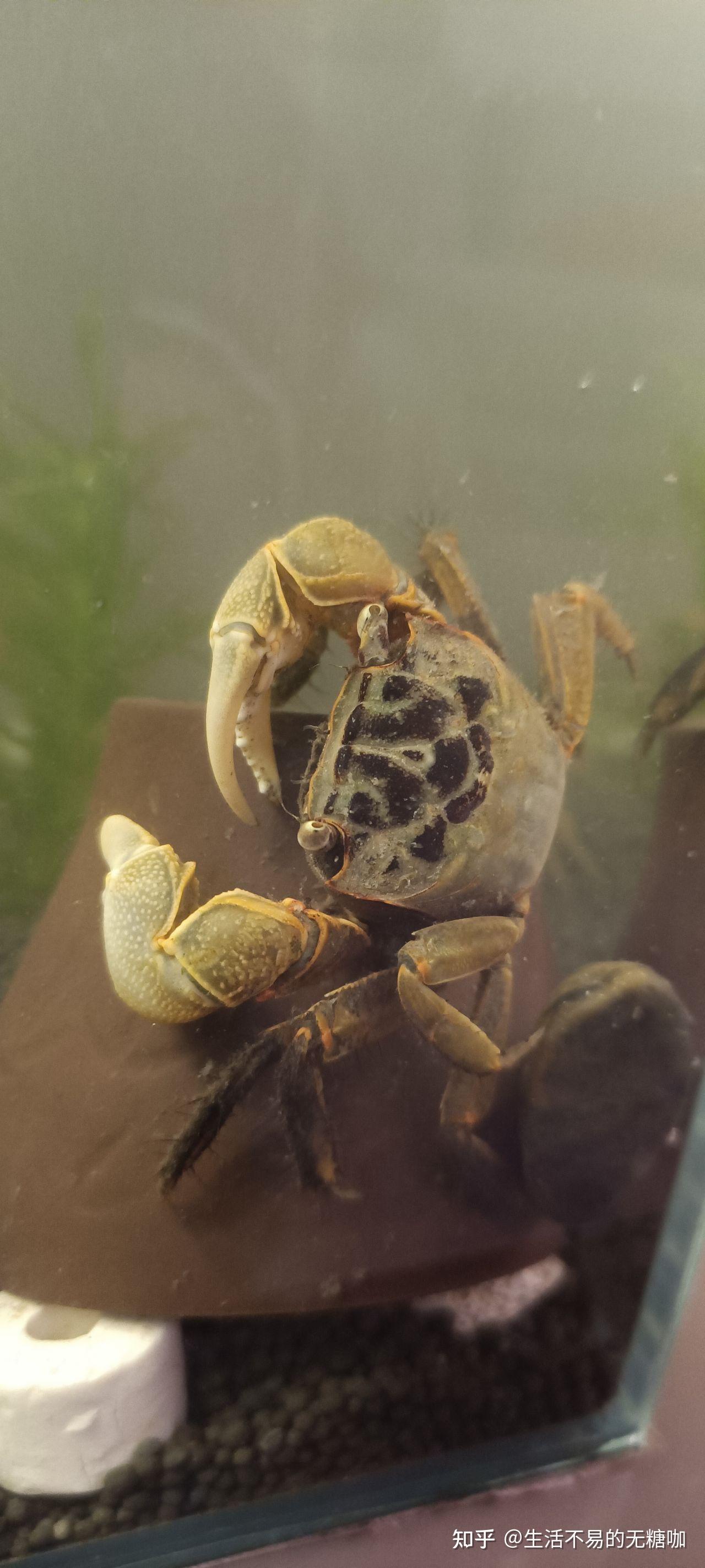 江边抓到了几只相手蟹