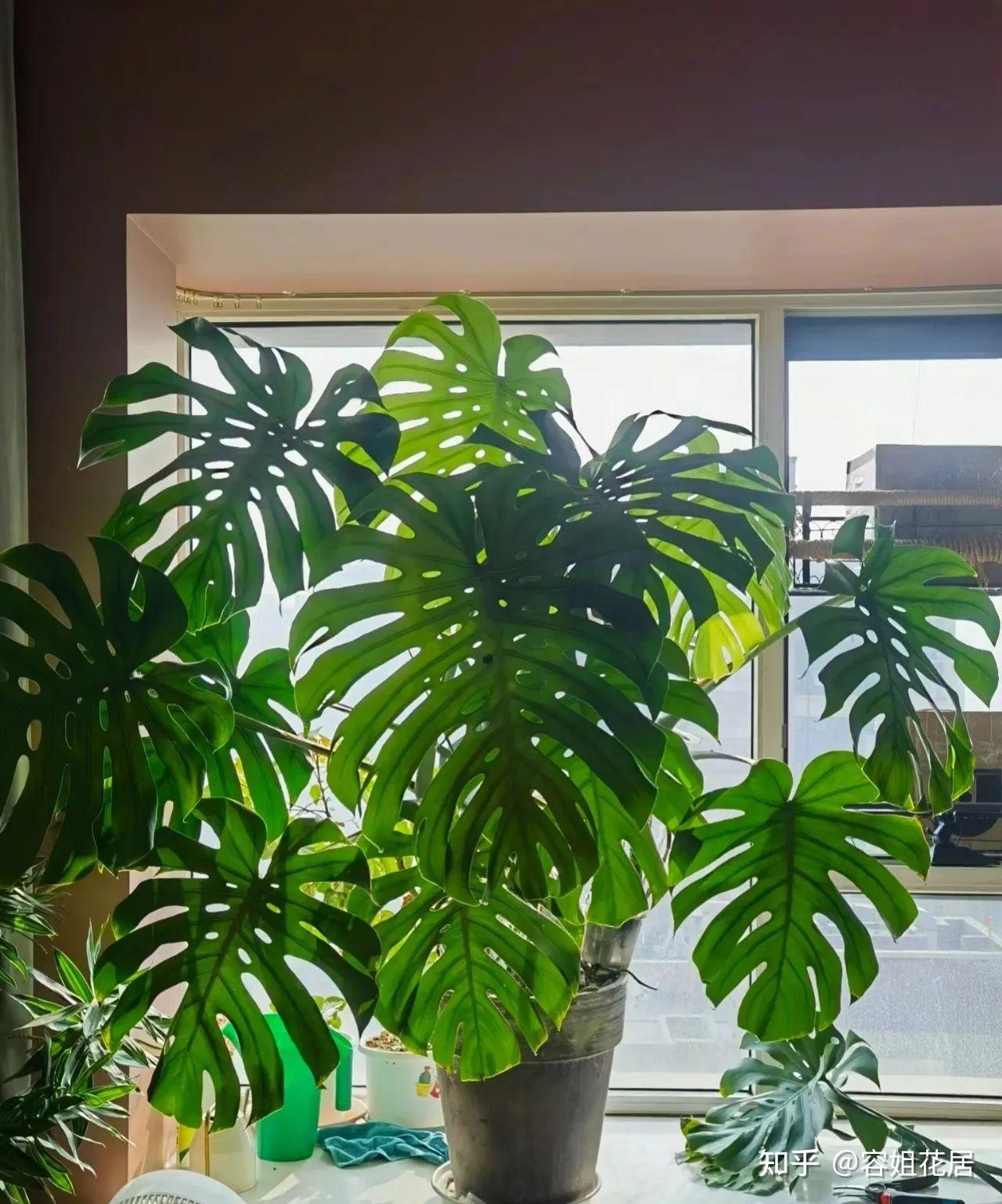 龟背竹,冬季可别"乱放",不仅不美,还爱黄叶烂根 - 知乎