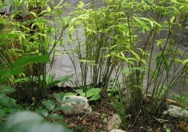 米竹的鉴赏与养护管理 知乎