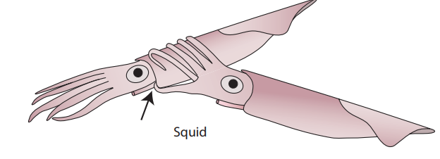 在一些蛸类中,性的二型性非常明显,例如船蛸,雄性比雌性小得多.