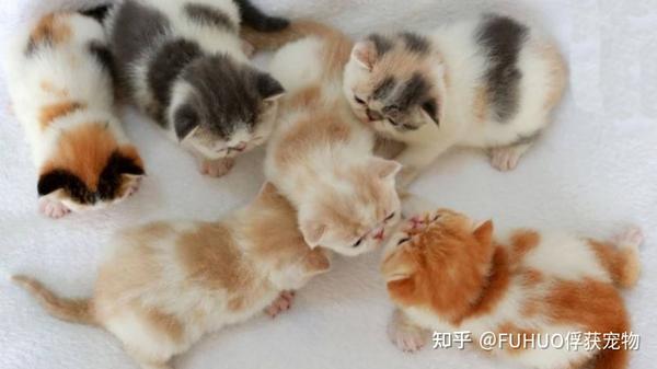 养猫必看!0-12月龄幼猫喂养指南,教你幼猫如何喂养! - 知乎