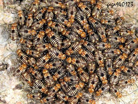 请问这是什么虫云南大理三塔公园发现的密集恐惧症患者不宜