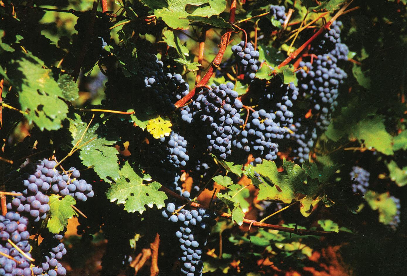 蛇龙珠葡萄有什么特点